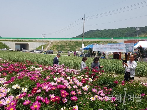영천시 약용작물 활성화를 위한 작약꽃 한마당 행사 개최