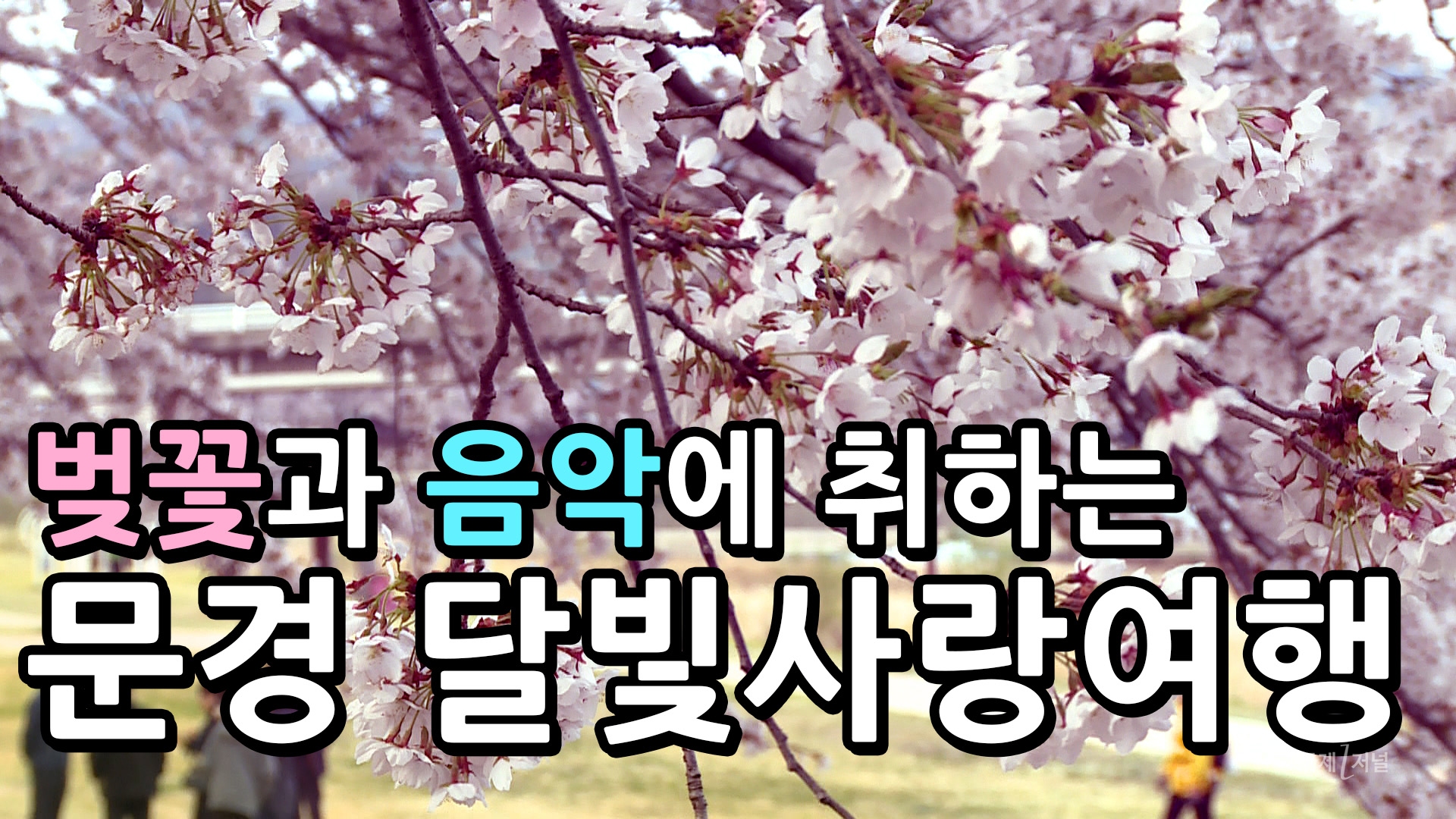 '문경달빛사랑여행 벚꽃야행', 영신숲길에서 펼쳐져