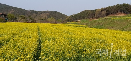 예천군 회룡포, 노란 유채꽃 물결 한창