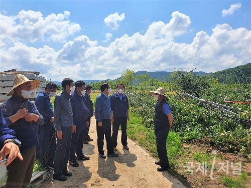 김주수 의성군수, 농작물 피해 현장 점검
