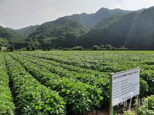 영양군, 콩 다수확재배기술보급시범사업