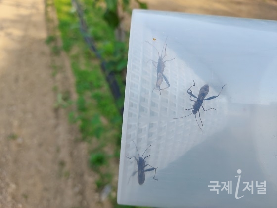 경북농기원, 노린재 방제 친환경 생력화 기술개발 박차