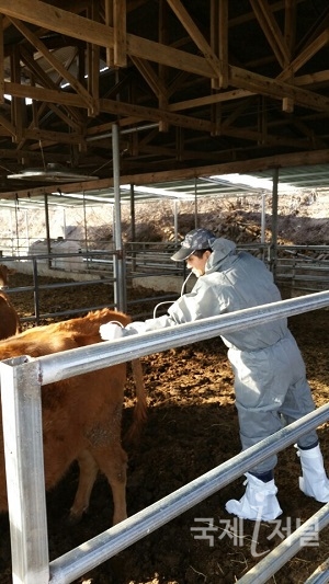 영천시, 2022년 주요 가축전염병 일제 예방접종 나서