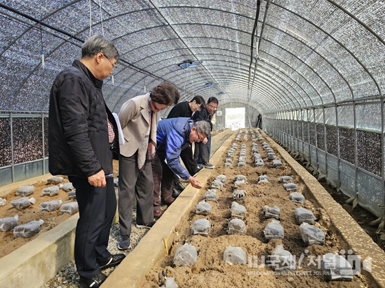 자연산 ‘곰보버섯’ 인공 재배기술 개발 박차