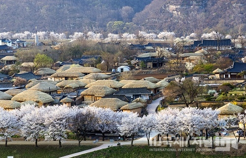 안동 하회마을 ‘청명(淸明), 화사한 벚꽃과 함께’ 행사