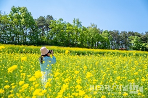 다양한 축제 즐기러 봄꽃 만개한 예천으로!