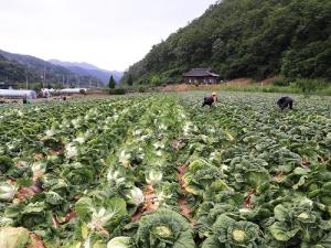 영양군 「가을배추」농작물 재해보험 시범지역으로 선정